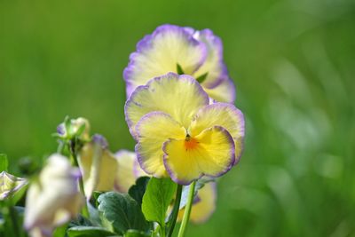 Close-up of yellow flowering plant