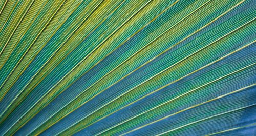 Full frame shot of green leaves