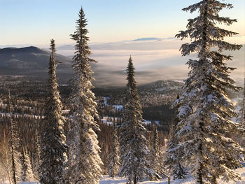 Pine trees on snow covered land against sky