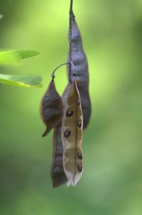 Close-up of insect on leaf