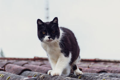 Portrait of cat sitting outdoors