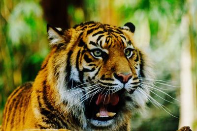 Close-up of a tiger