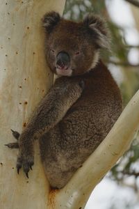 Close-up of cat sitting on tree