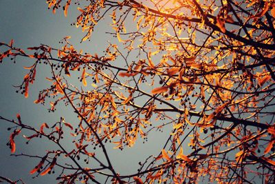 Low angle view of tree against sky during autumn