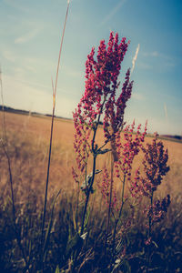 Plants growing on field against sky