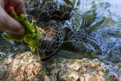 Close-up of a hand feeding in a sea