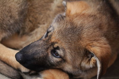 Close-up of dog