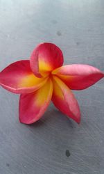 Close-up of red flower on table