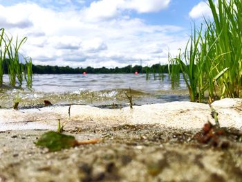 Surface level of grass against sky