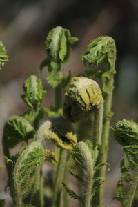 Close-up of fresh green plant