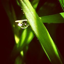 Close-up of green leaf on plant