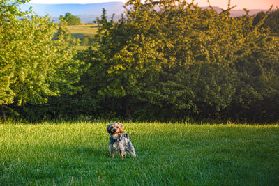 Portrait of cute dog standing on grassy land