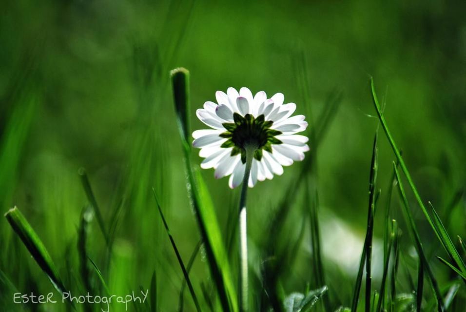 flower, freshness, growth, fragility, petal, beauty in nature, flower head, focus on foreground, nature, plant, blooming, field, close-up, green color, stem, grass, single flower, selective focus, white color, in bloom