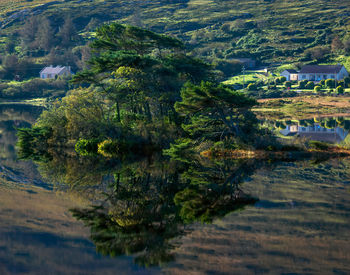 Tree growing by lake