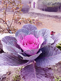 Close-up of pink flowering plant