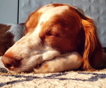 Close-up of dog sleeping