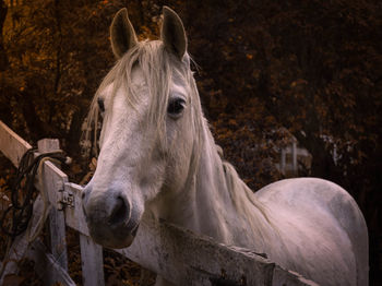 Close-up of a horse