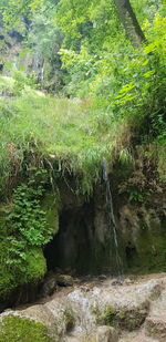 Scenic view of waterfall in forest