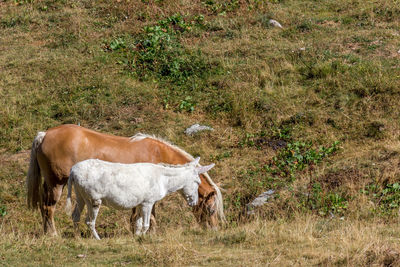 Horses in a field