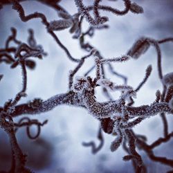 Close-up of snowflakes on snow