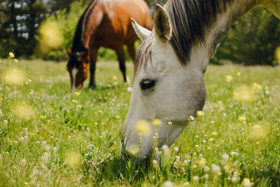 Horse grazing on field
