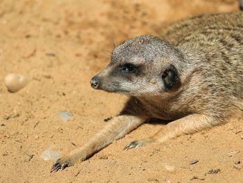 Close-up side view of an animal