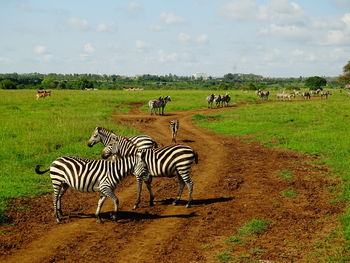 View of zebras on field against sky