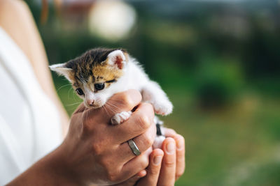 Close-up of hand holding kitten