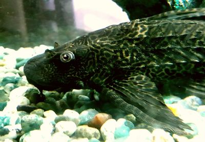 Close-up of turtle swimming in aquarium