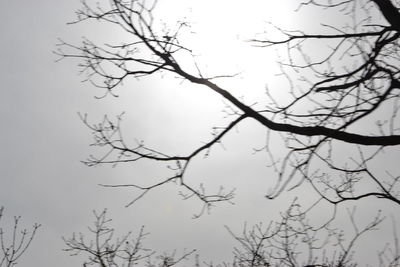 Low angle view of bare trees against sky