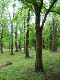 Trees in forest