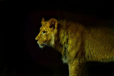 Close-up of lion against black background