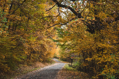 Road amidst trees during autumn