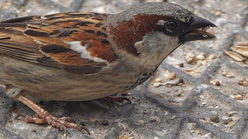 Close-up of a bird