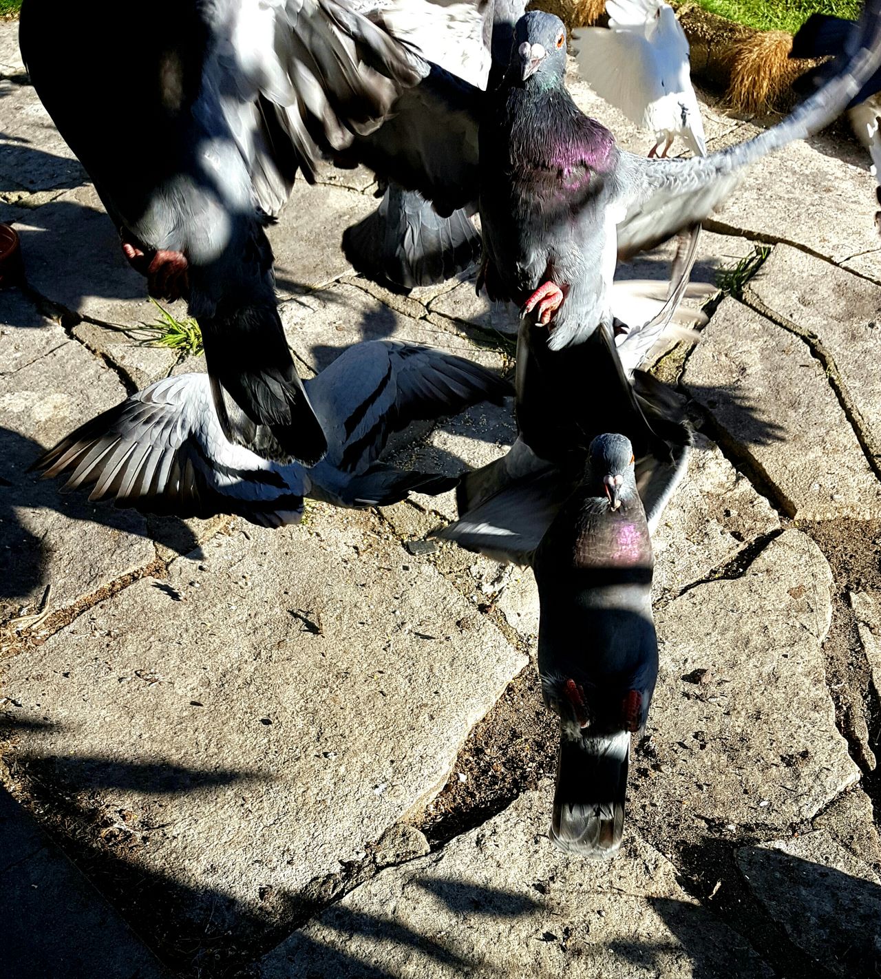 Startled pigeons