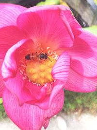 Close-up of bee on pink flower