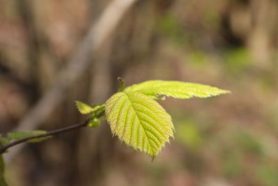 Close-up of green leaves on plant