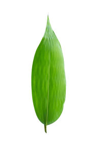 Close-up of green leaf against white background
