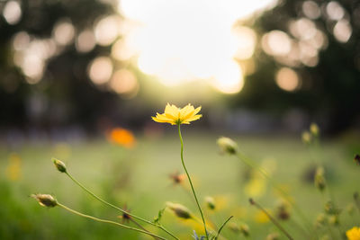 Close-up of yellow flowering plant on field