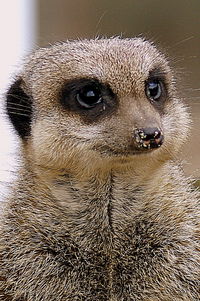 Close-up portrait of a cat