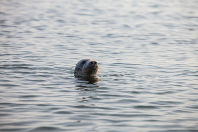 Baltic grey seal head in water