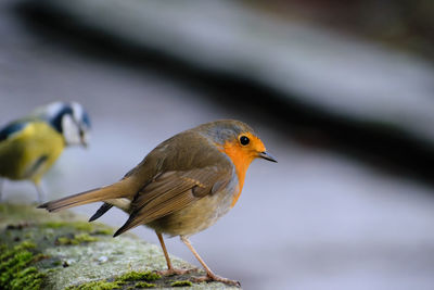 Close-up of bird perching outdoors