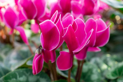 Close-up of pink flowering plant on field