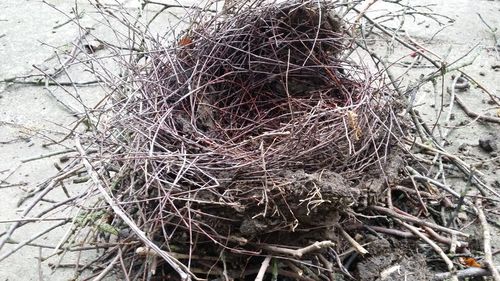 High angle view of bird nest on bare tree