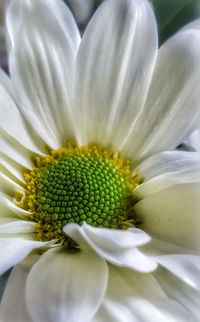 Close-up of flower blooming outdoors