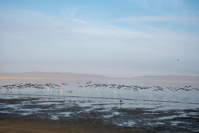 Birds flying over sea against sky