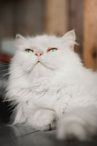 Close-up portrait of a cat