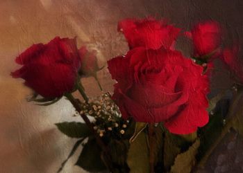 Close-up of red flowers blooming indoors