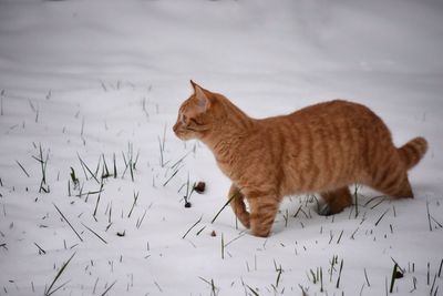 Side view of ginger cat walking on snow covered field