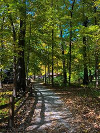 Footpath amidst trees in forest during autumn